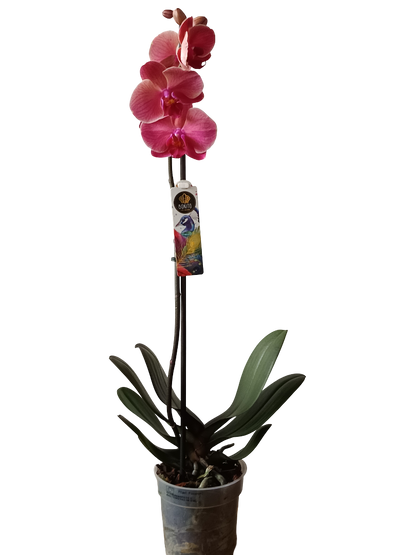 Orquidea Phalaenopsis De Color Surtido Ø12 - 60 Cm - Sin Flor_3