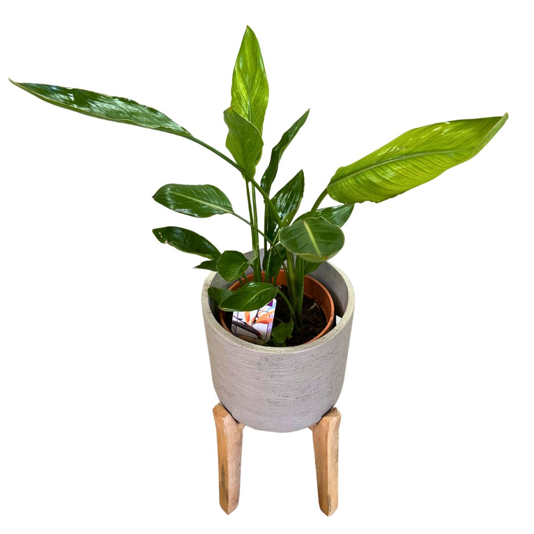 Strelitzia Reginae Planta De Jardín (ave Del Paraíso) Maceta 20cm_0