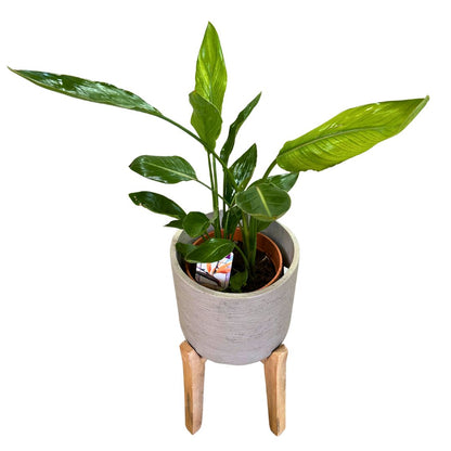 Strelitzia Reginae Planta De Jardín (ave Del Paraíso) Maceta 20cm_0