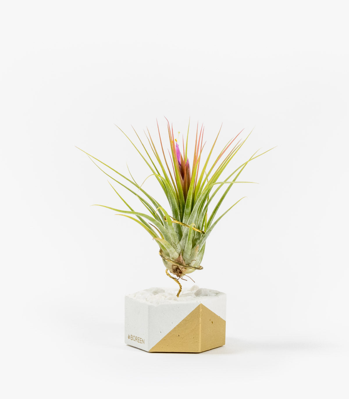 Planta De Aire Tillandsia Scaposa Con Hexágono De Cemento, Piedras Blancas Y Esquina Dorada_0