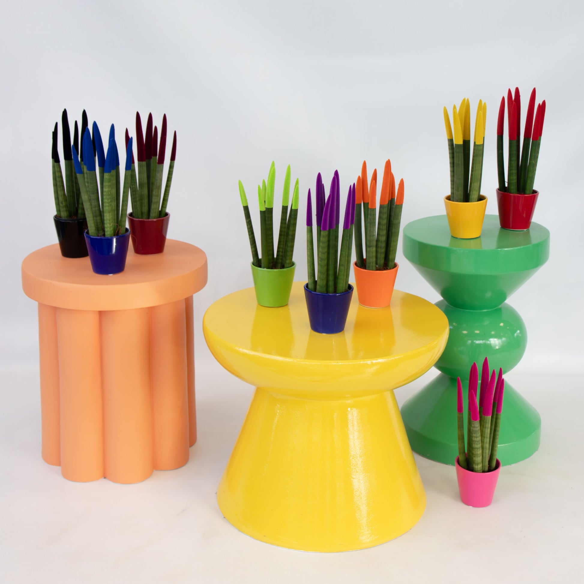 Lengua De Suegra Cilíndrica - Sansevieria Cylindrica - Altura 20-40cm - ⌀9cm