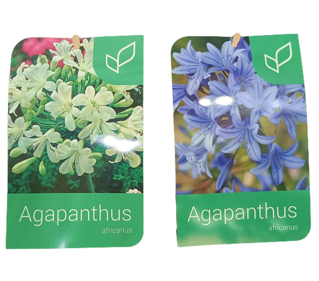 Agapanthus Africano M16 (lirio Africano)_1