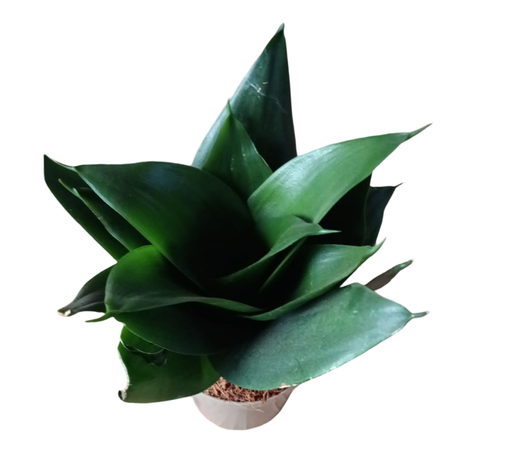 Sansevieria Hahnii Black Dragon Ø6 Planta purificante de interior_0