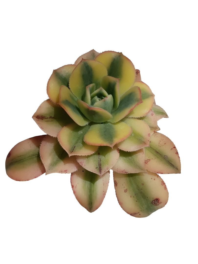 Aeonium Sunburst Planta Suculenta De Sol Ø5