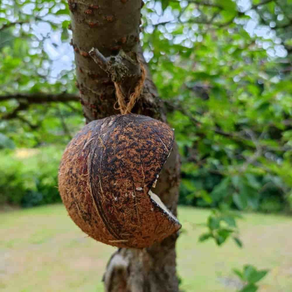 Comida Para Pájaros Silvestres En Coco, Todo El Año_2