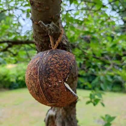 Comida Para Pájaros Silvestres En Coco, Todo El Año_2
