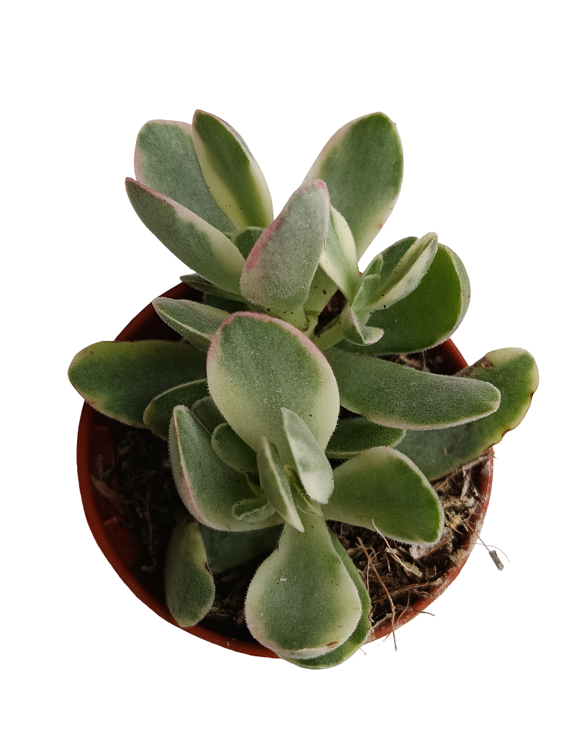 Crassula Variegata De La Suerte Money Maker Planta Ø5
