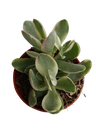 Crassula Variegata De La Suerte Money Maker Planta Ø5