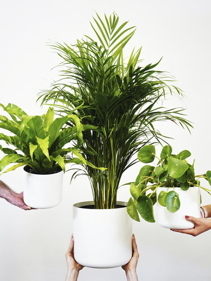 Palmera Dypsis O Areca | Altura 90cm - Maceta 17cm