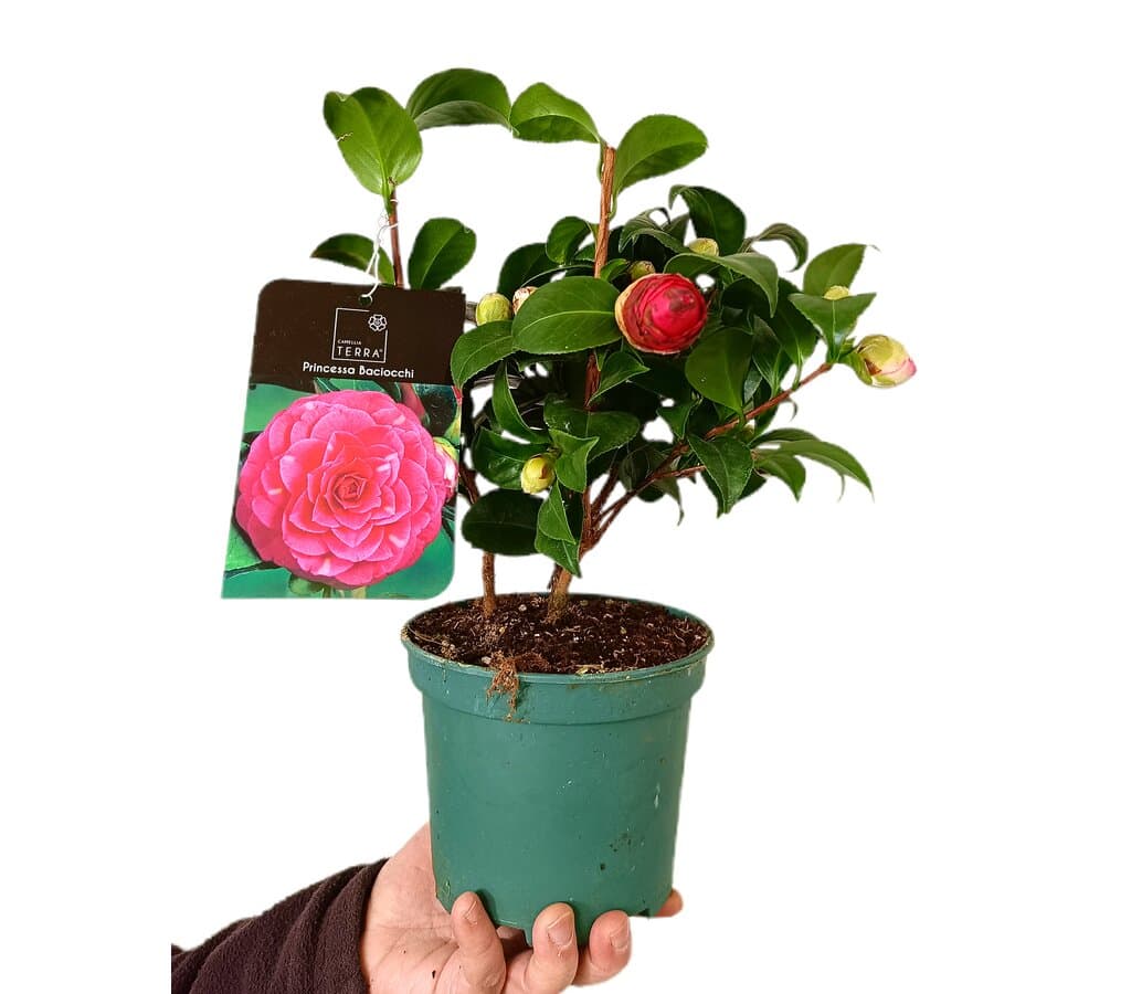 Camelia Princess Baciocchi M15_0