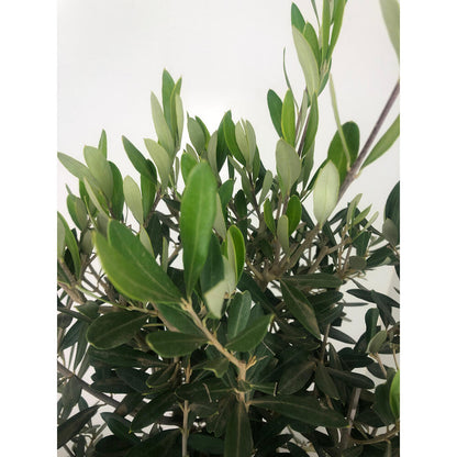 Olivo Copa M20  95cm