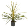 Cordyline Torbay Dazzler M20 100cm