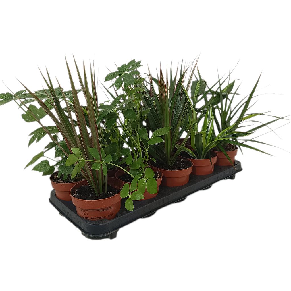 Pack De 10 Plantas De Interior M12