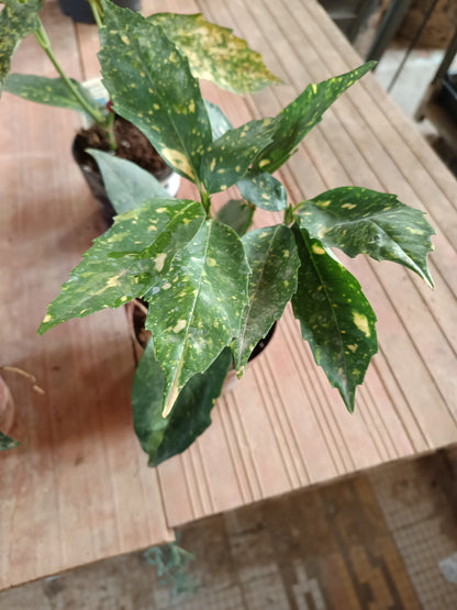 Aucuba J Crotonifolia Laurel Manchado Planta