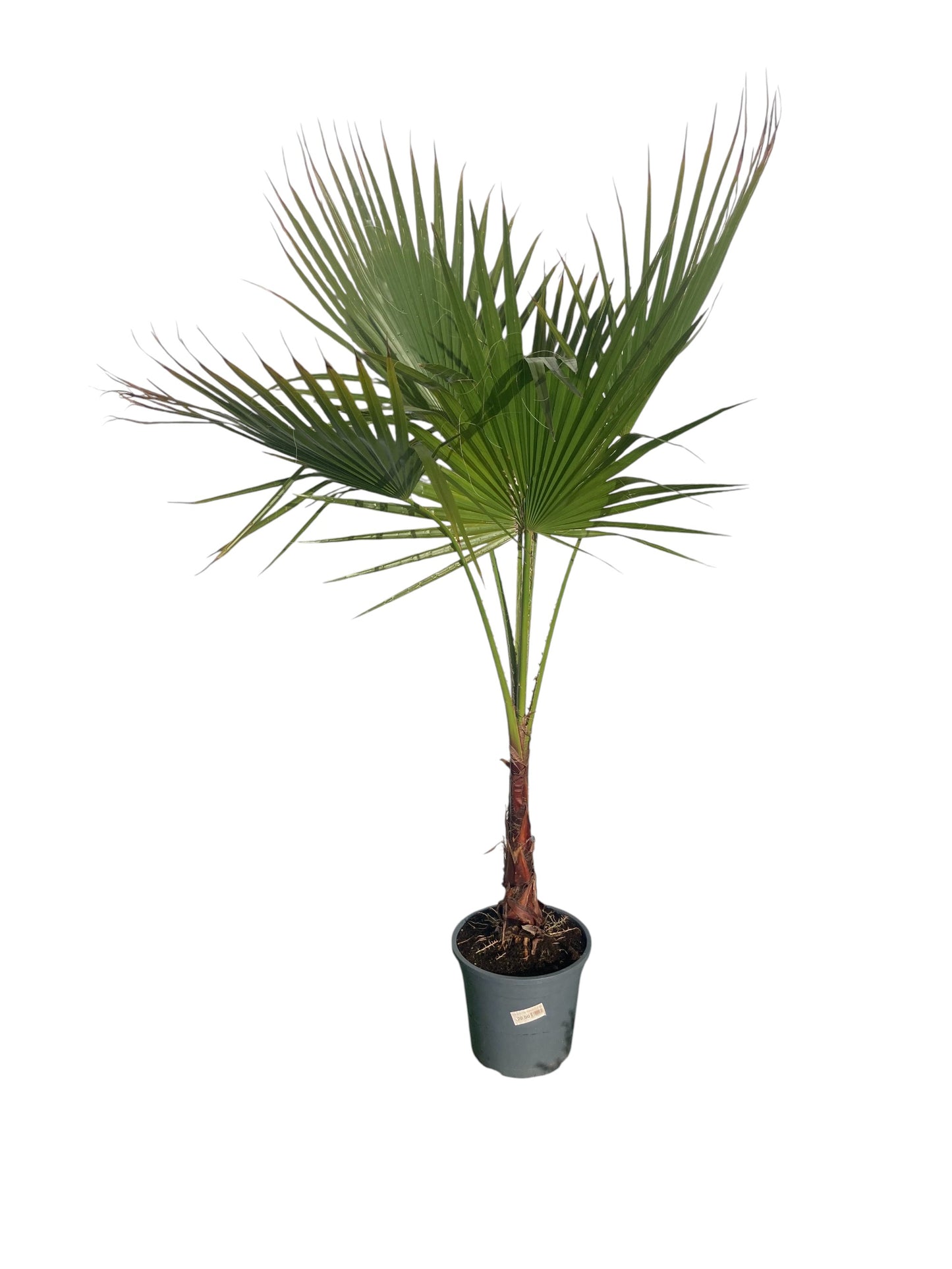 Washingtonia Robusta Maceta_0