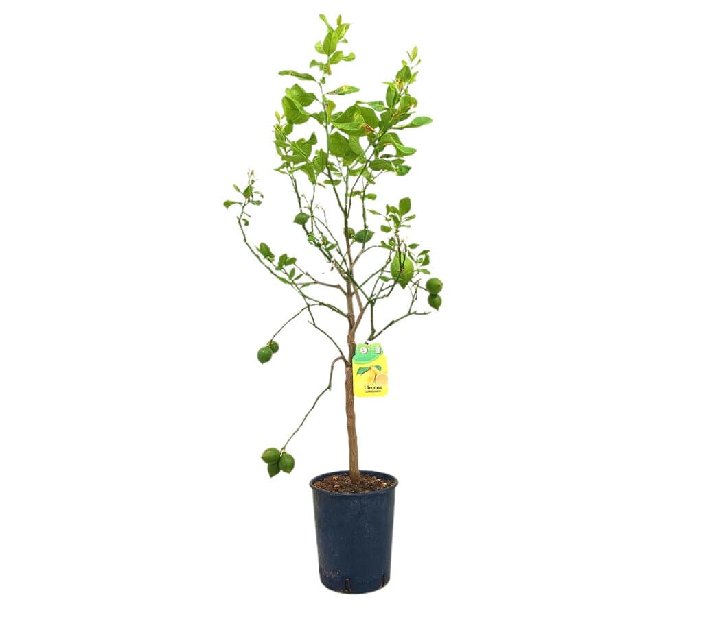 Limonero Dulce Tb20 120-150cm_0