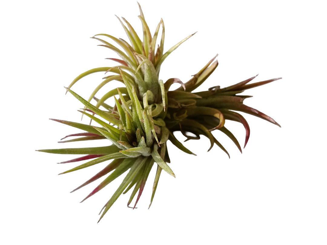 Tillandsia Mexico Planta Natural Clavel Del Aire Colgante_0