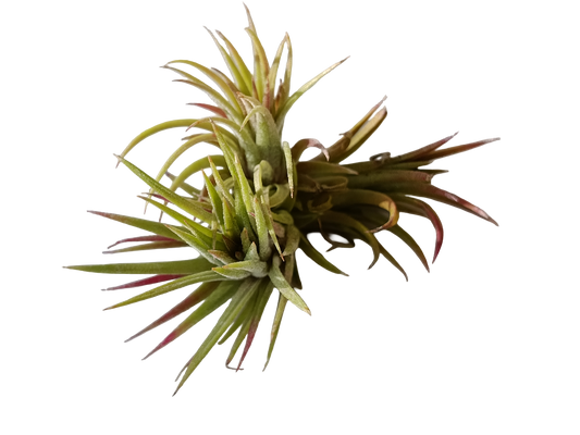 Tillandsia Mexico Planta Natural Clavel Del Aire Colgante_0