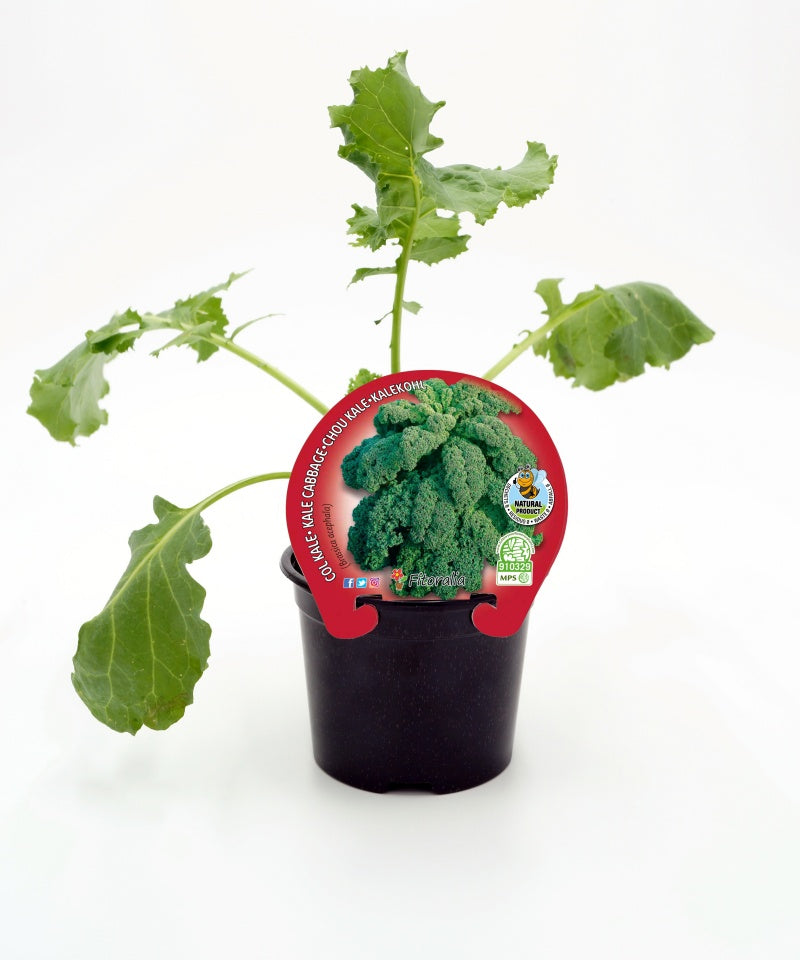 Plantón De Col Kale Natural En Maceta De 10,5 Cm. - Fitoralia