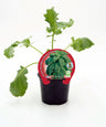 Plantón De Col Kale Natural En Maceta De 10,5 Cm. - Fitoralia