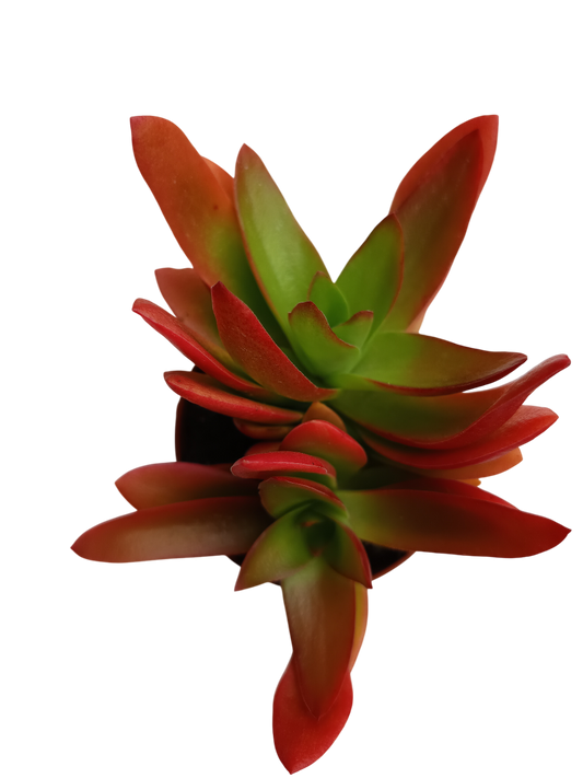 Crassula Campfire Planta Suculenta Ø8 Para Sol Y Frio_0
