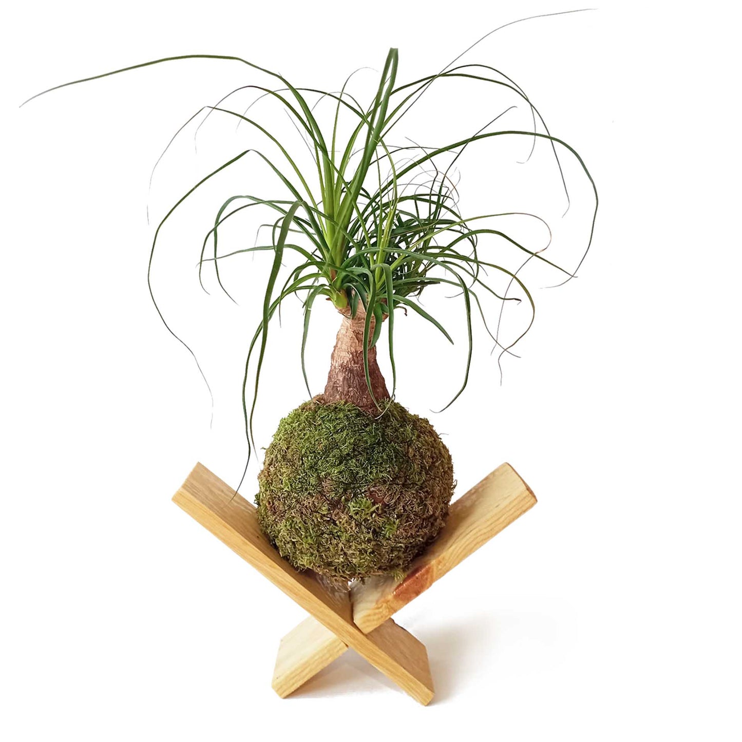 Kokedama Pata De Elefante / Kokedamus / Planta Interior - Decoración Del Hogar - Planta Natural - Elaboración Artesanal_1