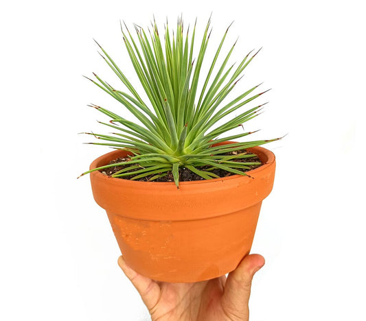 Agave Stricta Nana M17_0