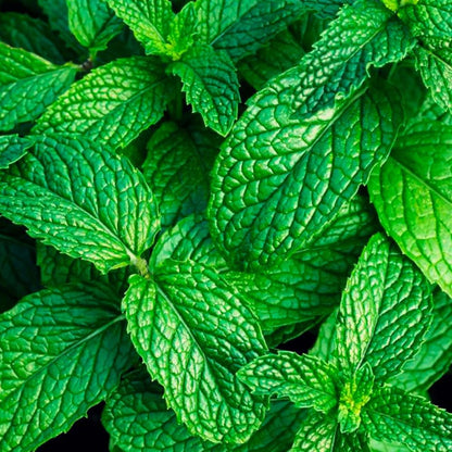 Lámpara Catalítica Mosaico Azul Océano + Aroma Mountain Mint 500ml - Elimina Malos Olores, Impurezas Y Perfuma_3