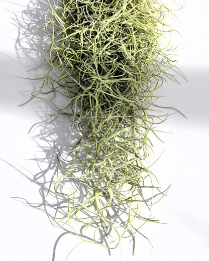 Tillandsia Usneoides Standard (Barba de Viejo Mediana); Planta del Aire Colgante; Curiosarium; 50-60 cm Largo_5
