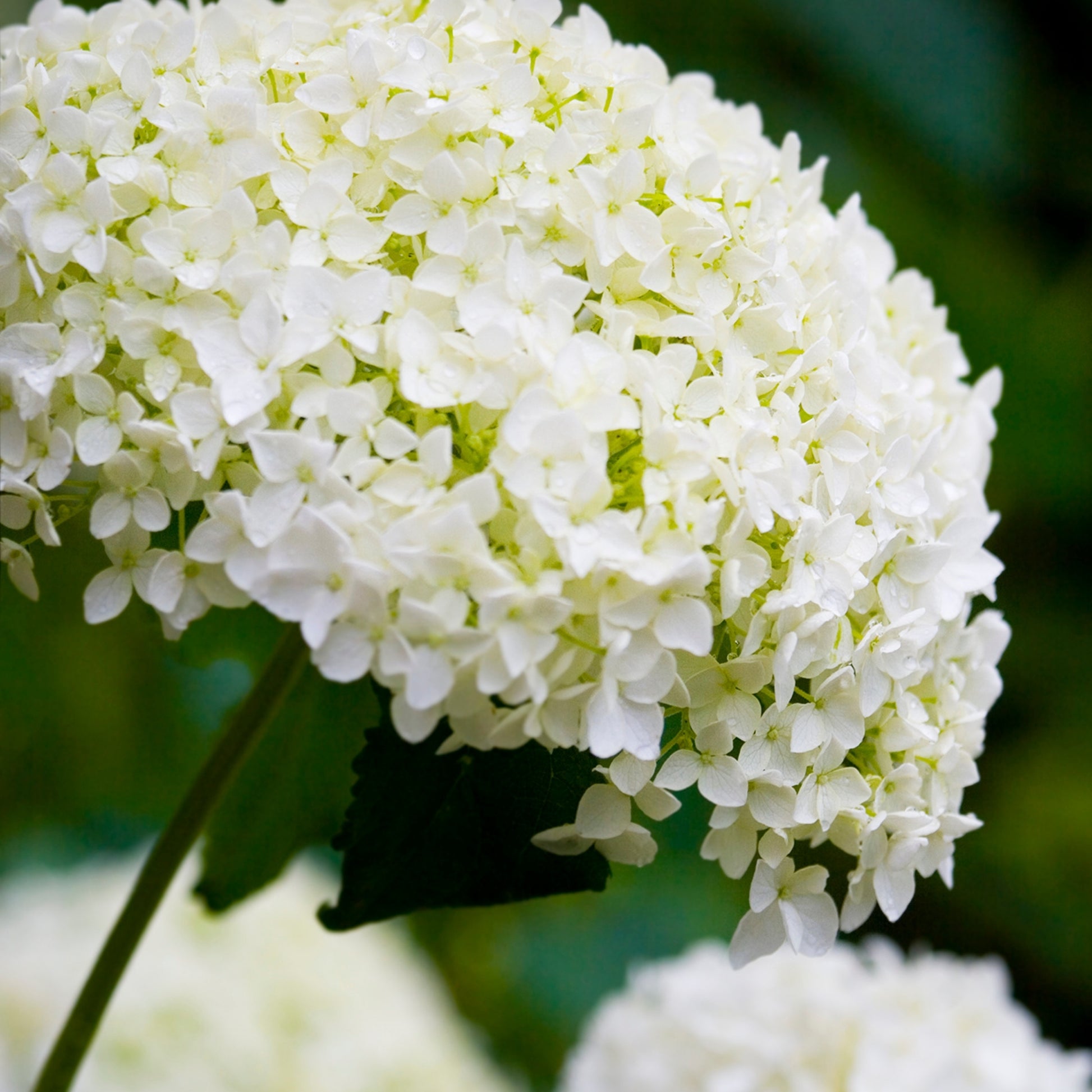 Hortensia - 3 Pzs - Hydrangea 'strong Annabelle' - Altura 30-40cm - ⌀19cm
