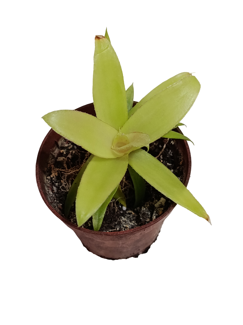 Neoregelia Mephisto Mini Ø5 Bromelia Terrarios Planta Natural_0