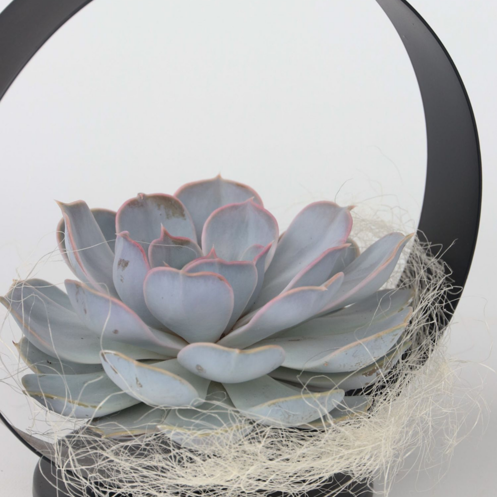 Anillo De Metal Negro Echeveria - Echeveria Lilacina - Altura 20cm_1