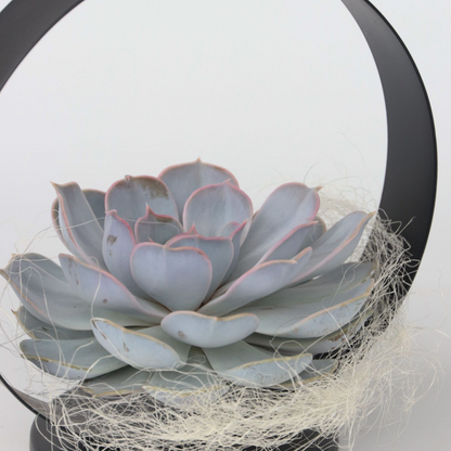 Anillo De Metal Negro Echeveria - Echeveria Lilacina - Altura 20cm_1