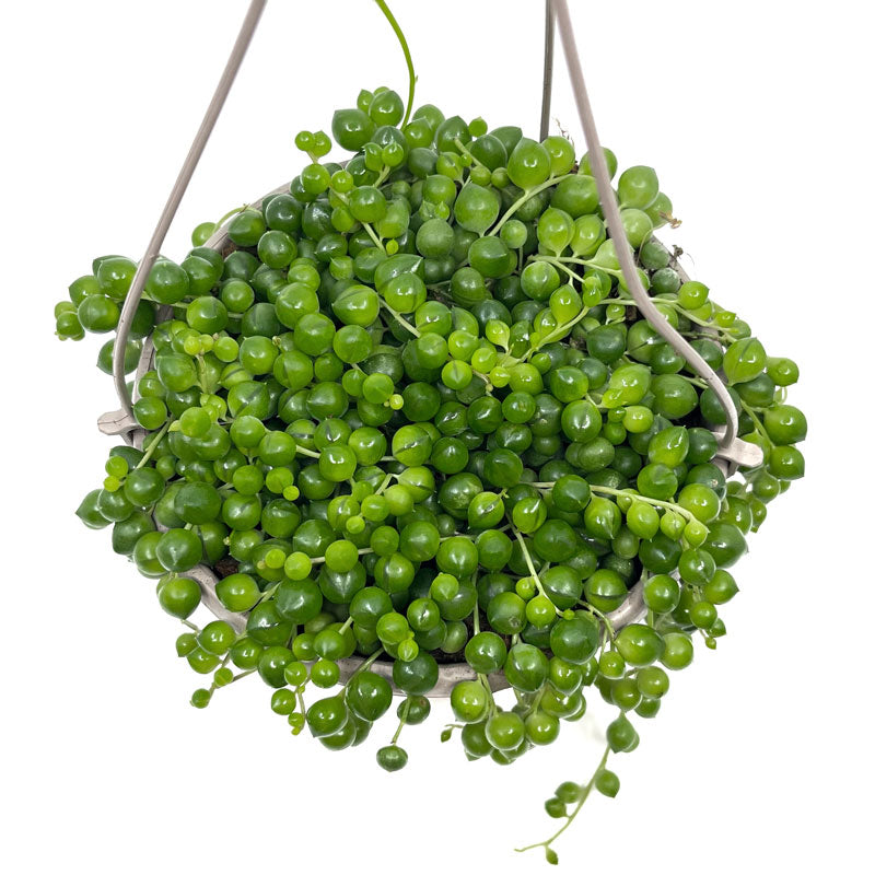 Senecio Rowleyanus Maceta colgante Cactus Y Suculentas M155 cm Ø con colgador_1