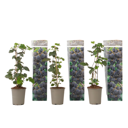 Zarzamora - 3 Piezas - Rubus Thornless - Altura 25-40cm - ⌀9cm
