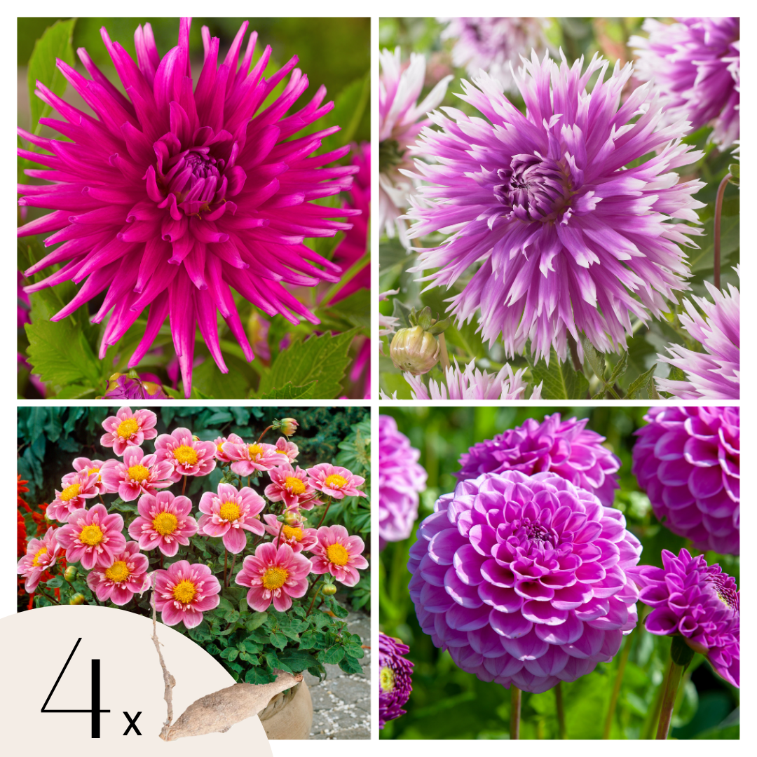 Tubérculos De Dalia - 4 Pzs - Dahlia 'purple Love' - Púrpura_0