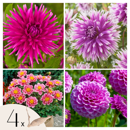 Tubérculos De Dalia - 4 Pzs - Dahlia 'purple Love' - Púrpura_0