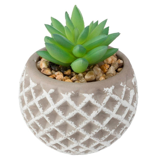 Olla De Cemento Suculenta