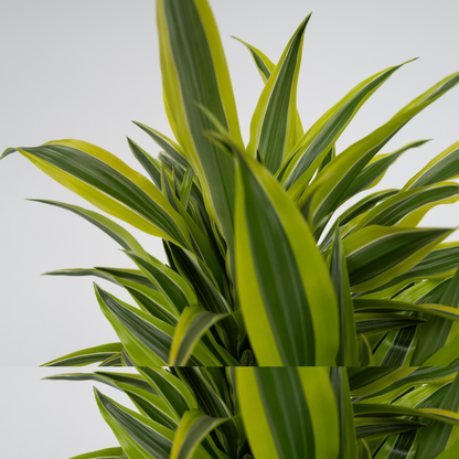 Drácena - 2 Pzs - Dracaena Deremensis 'lemon Lime' - Altura 60-70cm - ⌀17cm
