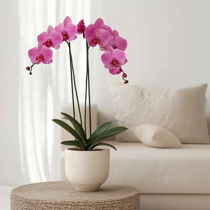 Orqídea Phalaenopsis - Phalaenopsis - Altura 50-60cm - ⌀12cm_1