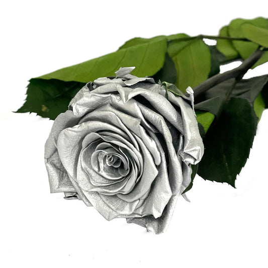 Mundo Eterno Rosa Preservada Plata 55cm_0