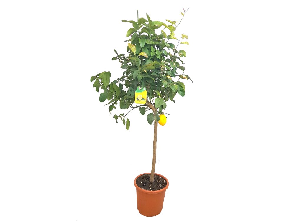 Limón 4 Estaciones M27 140-160cm