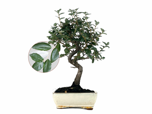 Bonsái Quercus Suber – Alcornoque 7 Años_0