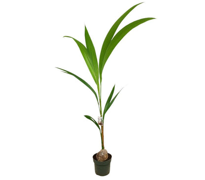Coco Nucifera M19 150cm_0