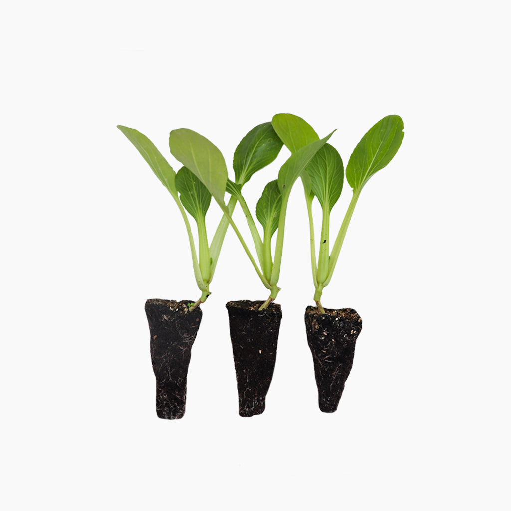 Plantón Pak Choi - Plantabo 10 Unidades_0
