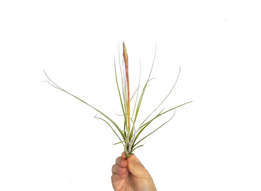 Tillandsia Costaricensis