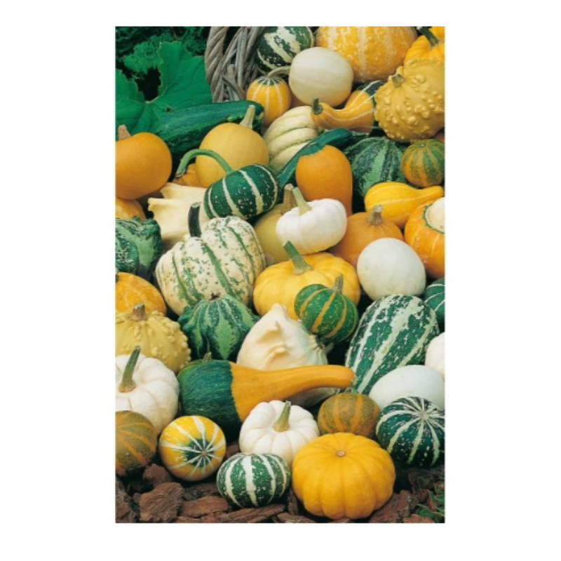 Semillas Calabacitas De Adorno