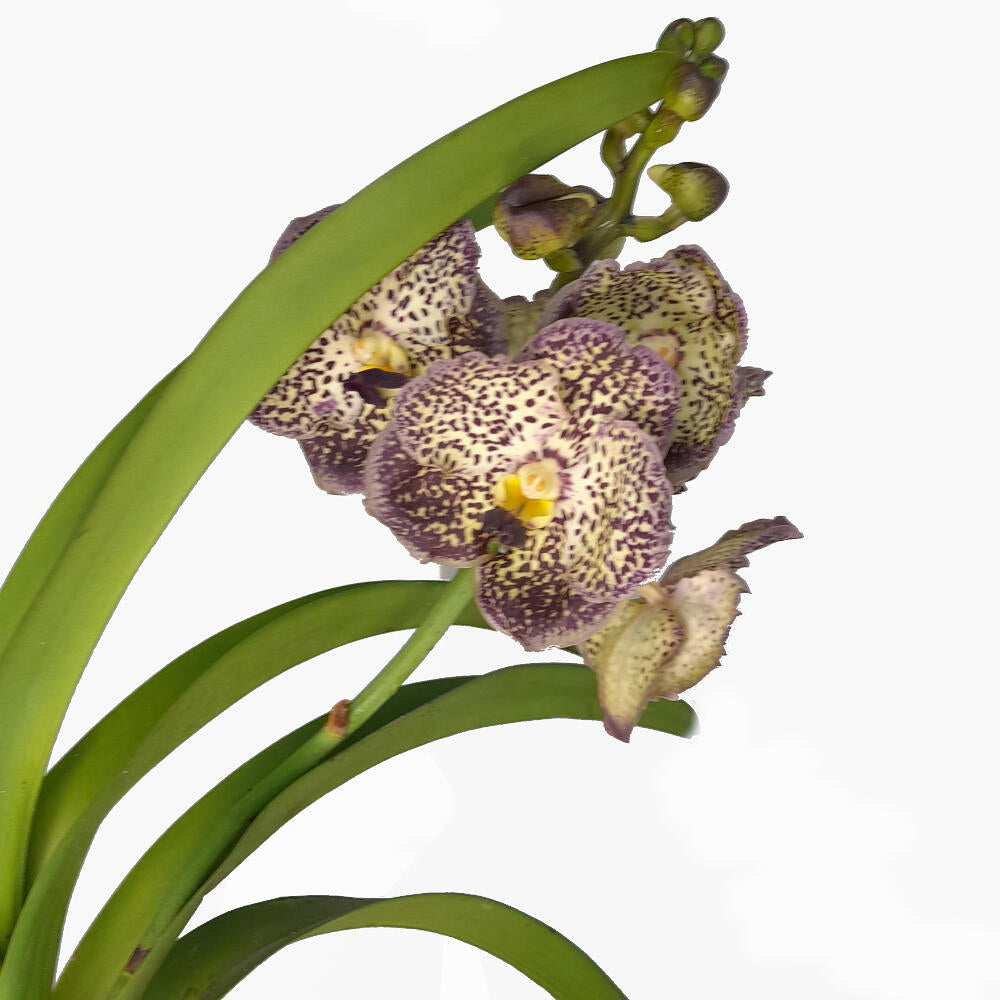 Orquidea Vanda Natural