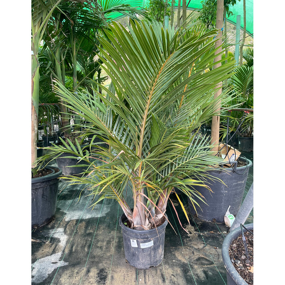 Mascarena Verschaffe Grupo M30 150cm