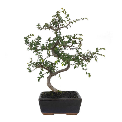 Pack Iniciación Bonsai Zelkova 8 Años Incluye Tijeras Y Abono